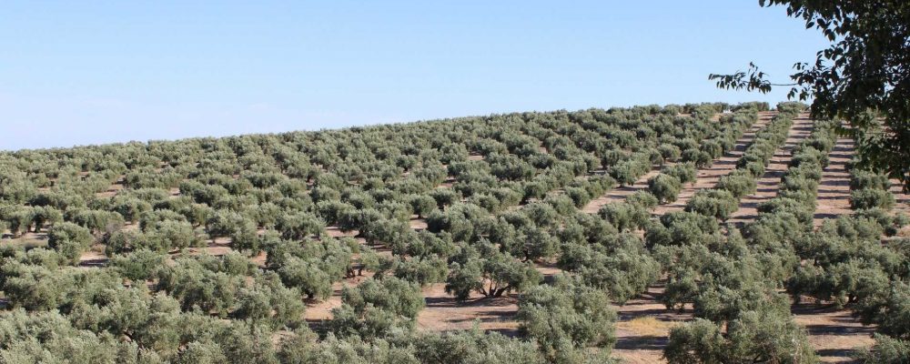 Gestorías en Jaén